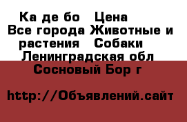 Ка де бо › Цена ­ 25 - Все города Животные и растения » Собаки   . Ленинградская обл.,Сосновый Бор г.